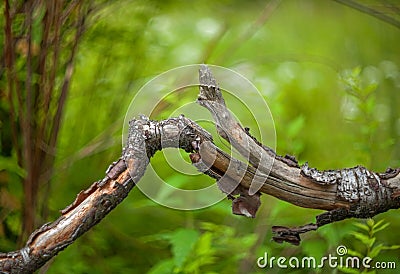 Curved old broken tree branch with cracks on a blurred background of grass and bushes Stock Photo