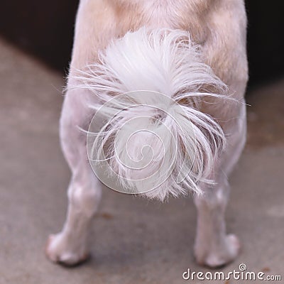 Dog tail Stock Photo