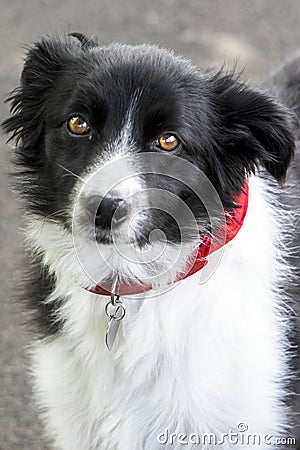Border Collie, black and white border collie with red kerchief Stock Photo