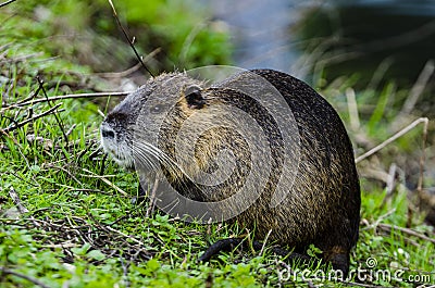 Closeup of a cute coypu standing on a patch of wet grass outdoors Stock Photo