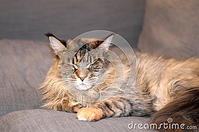 Closeup of the cute, furry Maine coon cat & x28;Felis catus& x29; lying on the sofa with closed eyes Stock Photo