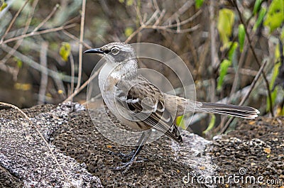 Closeup of a cute Galapagos mockingbird on the blurred background Stock Photo