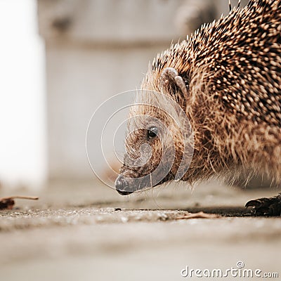 Closeup of a cute hedgehogs face while walking on the ground with blurred background Stock Photo