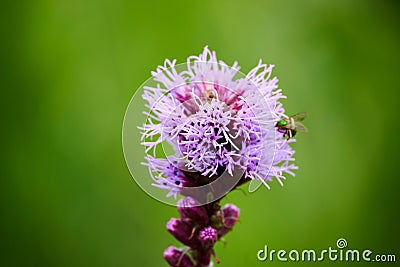Closeup of a cute little bee on a bright purple blazing star flower on a blurred green background Stock Photo