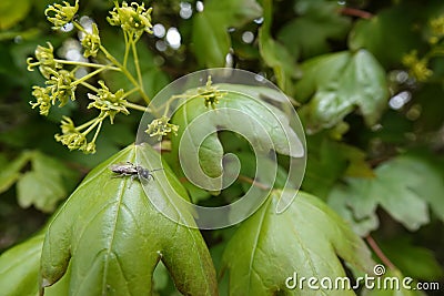 Closeup on a cute male red bellied miner bee, Andrena ventralis loaded with yellow pollen, sitting on Stock Photo