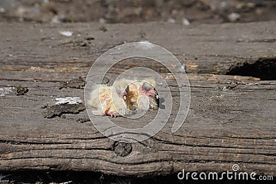 Closeup of newborn pigeons 10 Stock Photo