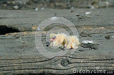 Closeup of newborn pigeons 11 Stock Photo