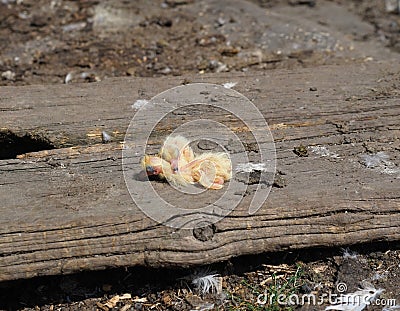 Closeup of newborn pigeons 12 Stock Photo