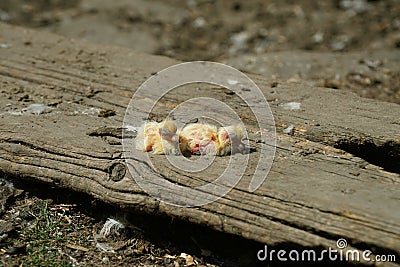 Closeup of newborn pigeons 3 Stock Photo