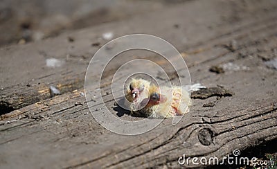 Closeup of newborn pigeons 5 Stock Photo