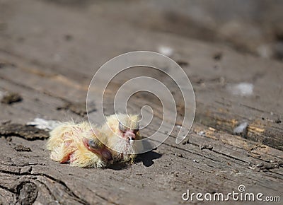 Closeup of newborn pigeons 6 Stock Photo