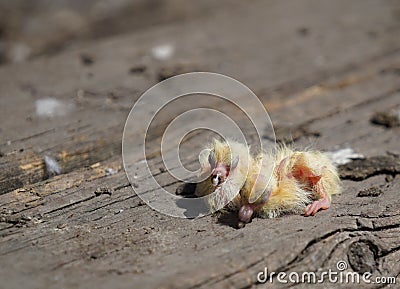 Closeup of newborn pigeons 7 Stock Photo