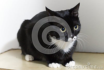 Closeup of a cute obedient black-and-white kitt Stock Photo