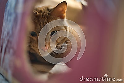 Closeup of a cute orange tabby cat resting indoors. Stock Photo