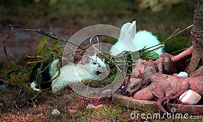 Closeup of Cute Pet Rabbits Eating Green Leaves Stock Photo