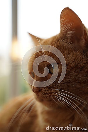 Closeup of a cute red-headed pensive ginger cat Stock Photo