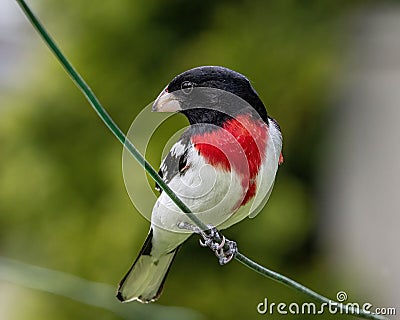 Closeup of a cute rose-breasted grosbeak perched on a wire Stock Photo