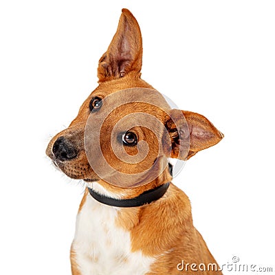 Brown Dog Tilting Head Listening - Extracted Stock Photo