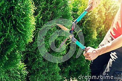 Cutting thuja tree with garden hedge clippers Stock Photo