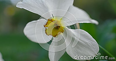 Closeup daffodil flower. Floral view charming small flowers blooming Stock Photo
