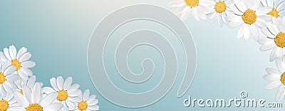 Closeup daisy flowers blossom in spring. Banner and background of spring flowers and pollination concept. Stock Photo