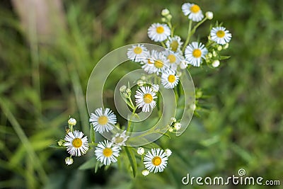 Closeup Daisy Flowers Stock Photo