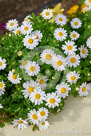 Closeup daisy flowers in the garden Stock Photo
