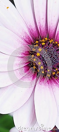 Closeup Daisy pink garden flower Stock Photo