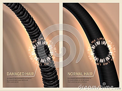 Closeup damaged harsh and normal healthy hair. Vector illustration for haircare concept Vector Illustration