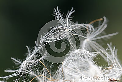 Closeup of dandelion Stock Photo