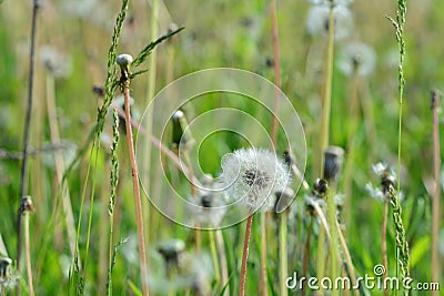 Closeup dandelion with blurred background Stock Photo