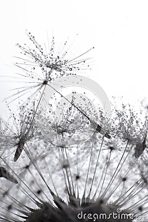 Closeup Dandelion and dew drops Stock Photo