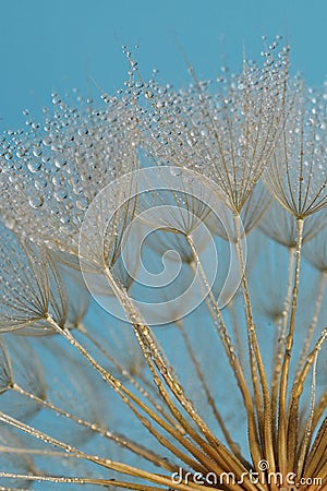 Closeup Dandelion and dew drops, soft background Stock Photo