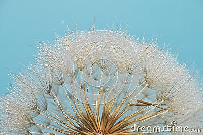 Closeup Dandelion and dew drops, soft background Stock Photo