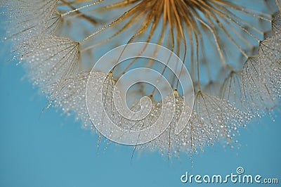 Closeup Dandelion and dew drops, soft background Stock Photo