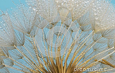 Closeup Dandelion and dew drops, soft background Stock Photo