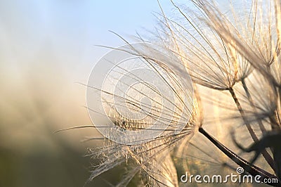 Closeup Dandelion on Field at Sunset Stock Photo