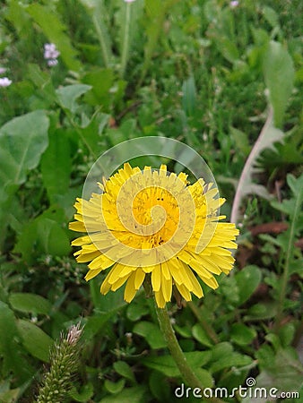 Closeup dandelion Stock Photo