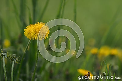 Closeup dandelion flowers on a meadow Stock Photo