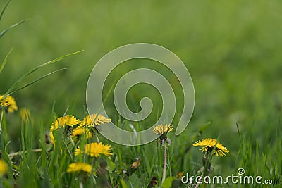 Closeup dandelion flowers on a meadow Stock Photo