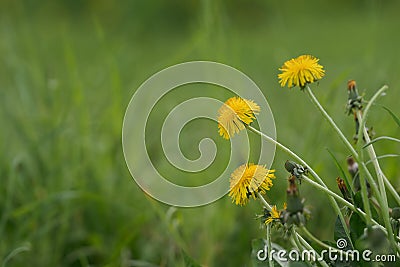 Closeup dandelion flowers on a meadow Stock Photo