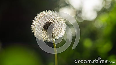 Closeup dandelion in the garden Stock Photo