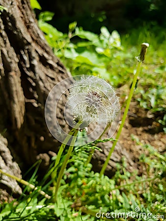 Closeup dandelion in Spring Nature scene. Park with dandelions, Green Grass, Trees and flowers. Tranquil Background, sunlight. Stock Photo