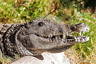 Closeup Of Dangerous Crocodile Stock Photo