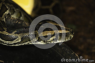 Closeup of dangerous snake face side view Stock Photo
