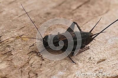 Closeup on the dark black Southern Field cricket, Gryllus bimaculatus sitting on wood in France Stock Photo