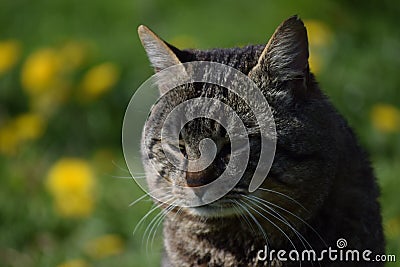 Closeup of a dark-furred cat against the vibrant blooms. Stock Photo