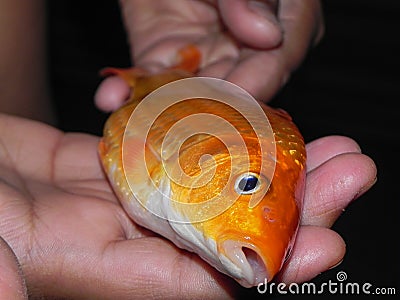 Holding dead goldfish on the hand Stock Photo