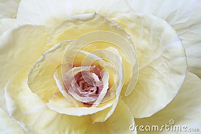 Closeup of decorative cabbage. Stock Photo