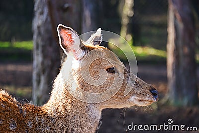 Closeup deer forest side view forest Stock Photo